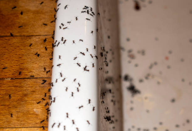 Best Pest Removal Services  in Itasca, TX