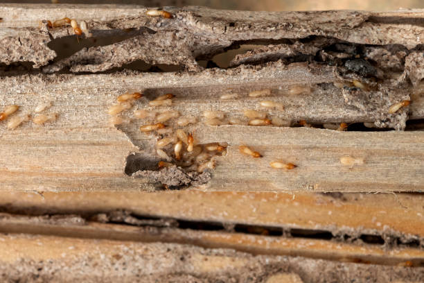 Best Best Pest Control Companies  in Itasca, TX